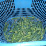 ねぎ坊主　230520